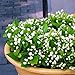 rainbow25 100Pcs Jasmine Flower Seeds Fragrant Home Garden Plant Seed Wedding Party Decor