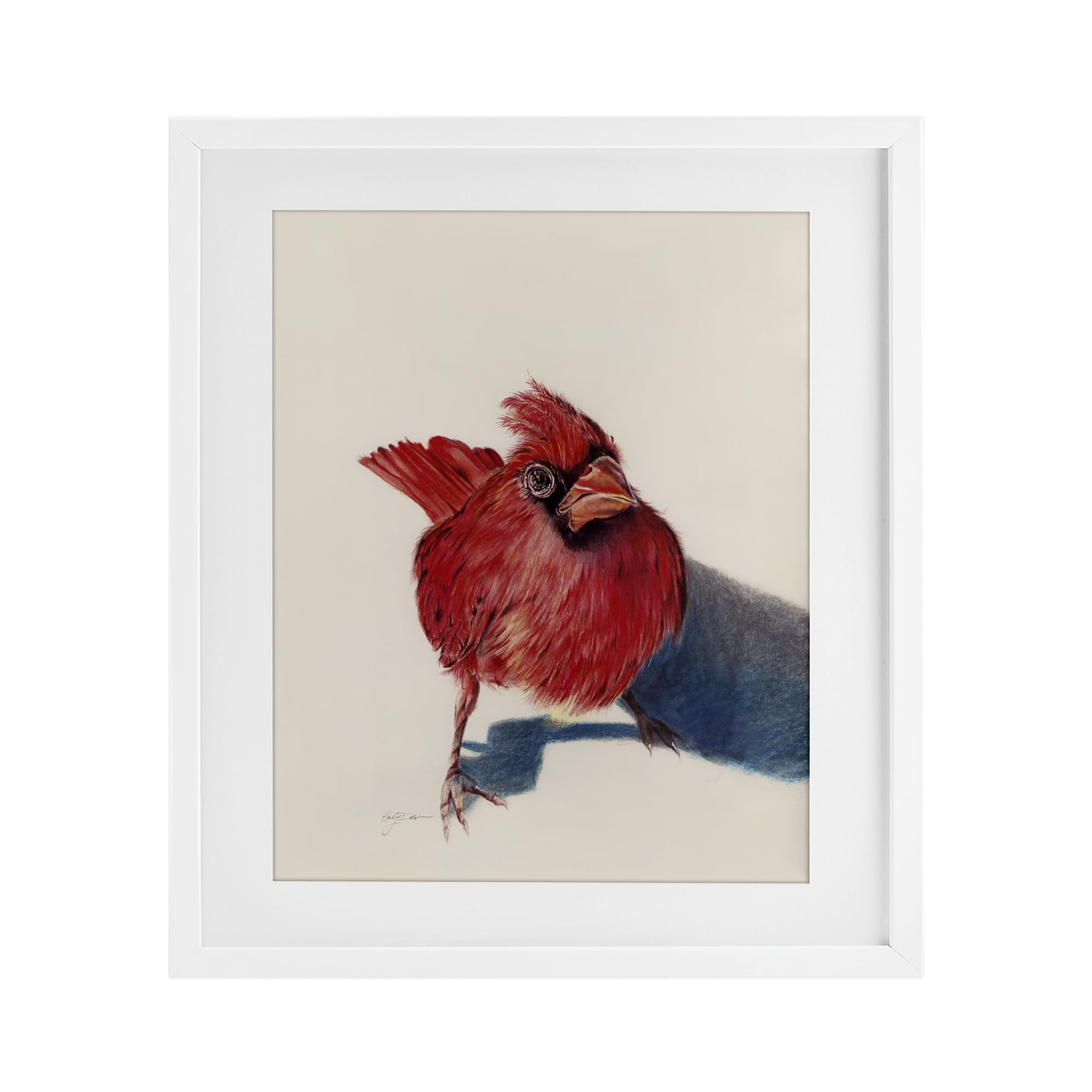 Stupell Industries Standing Cardinal Bird Birch Framed Print Under Glass, design by Cady Driver, 16 x 13