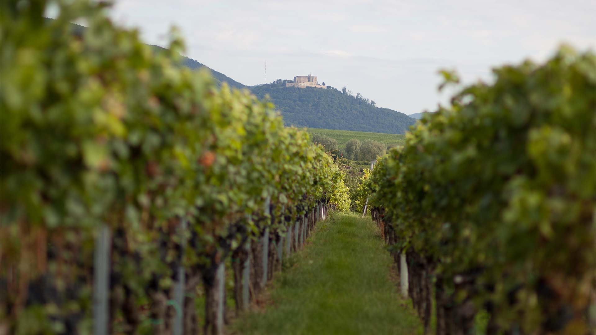 JOCHEN SCHWEIZER Geschenkgutschein: Wanderurlaub mit Weingut-Übernachtung in Rheinland-Pfalz für 2 (2 Nächte)