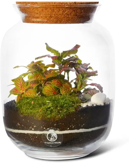 Closed DIY Terrarium Kit with 2 Real Plants & Glass Jar - Complete Indoor Garden