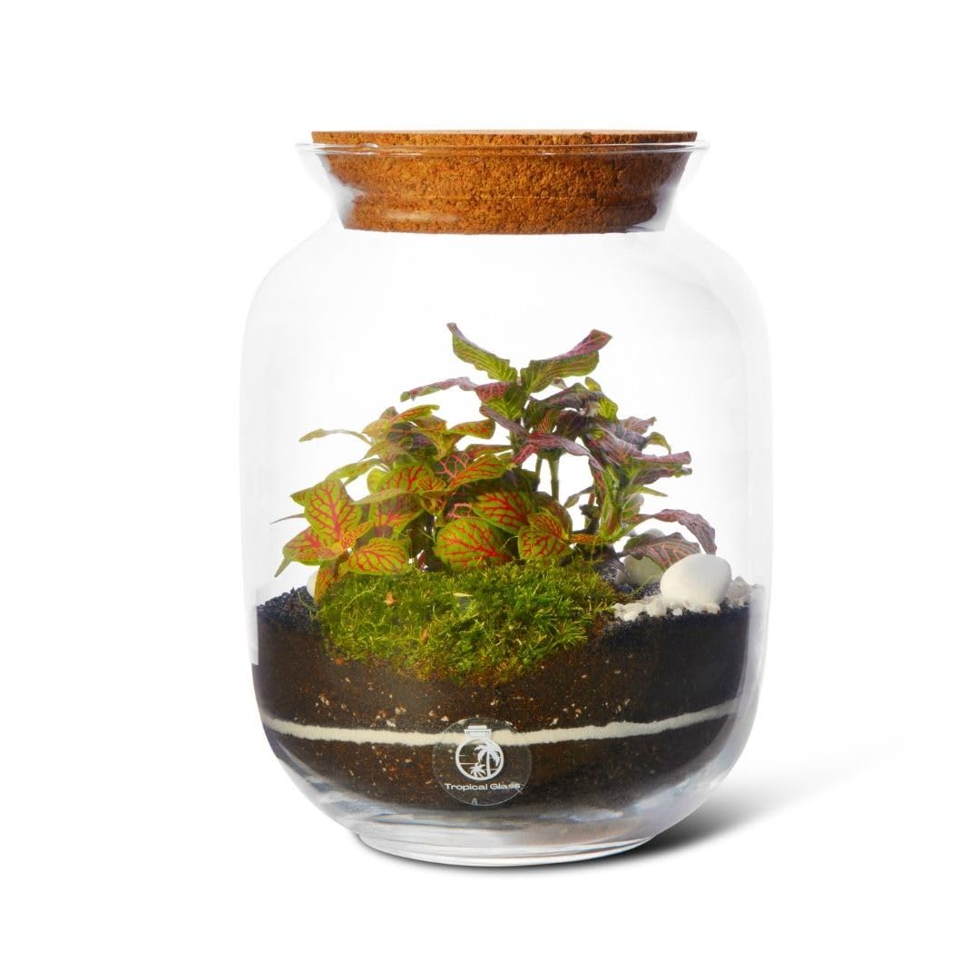Closed DIY Terrarium Kit (H: 22cm D: 17cm) – 2 Real Plants, Moss & Handmade Glass Jar with Cork Lid Included – Complete Self-Sustaining Indoor Garden Ecosystem Kit – Unique Gift for Home or Office