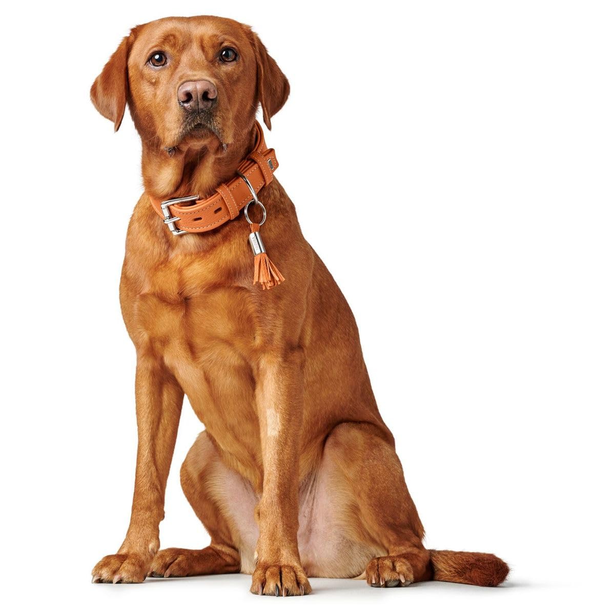 HUNTER CANNES Hundehalsband, Leder, Nappaleder, weich, edel, elegant, 55 (M), orange