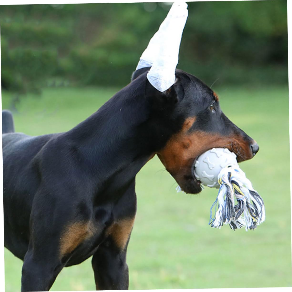Doberman Pinscher Doberman Ear Supports COLLBATH Set Doberman
