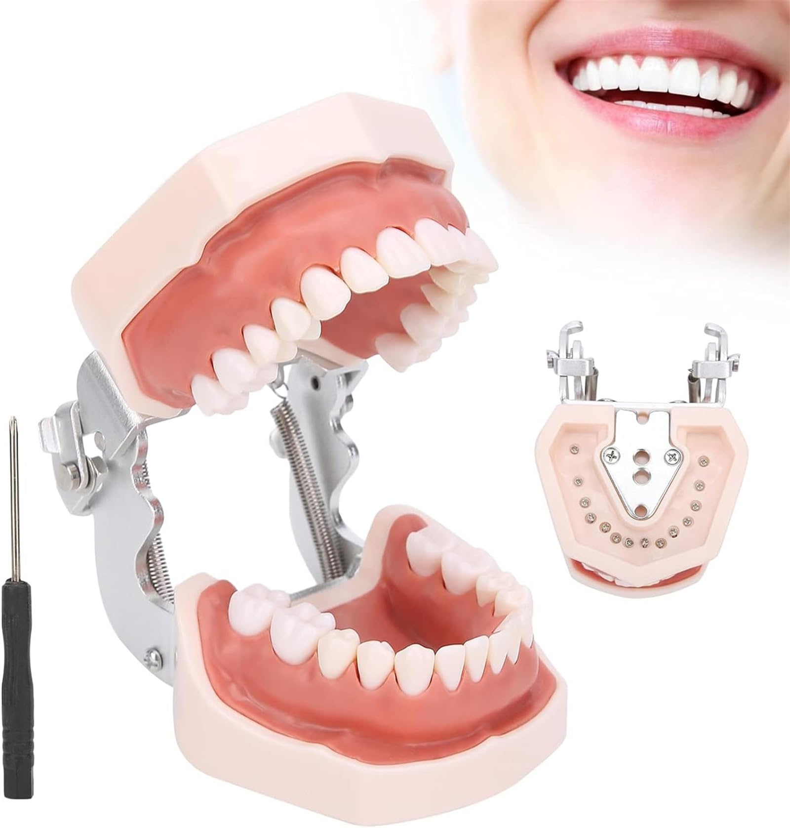 Odłączany model zębów, symulacyjny model zębów dentystycznych, materiały edukacyjne do praktyki dydaktycznej, narzędzie do demonstracji dentystycznej, w zestawie śrubokręt