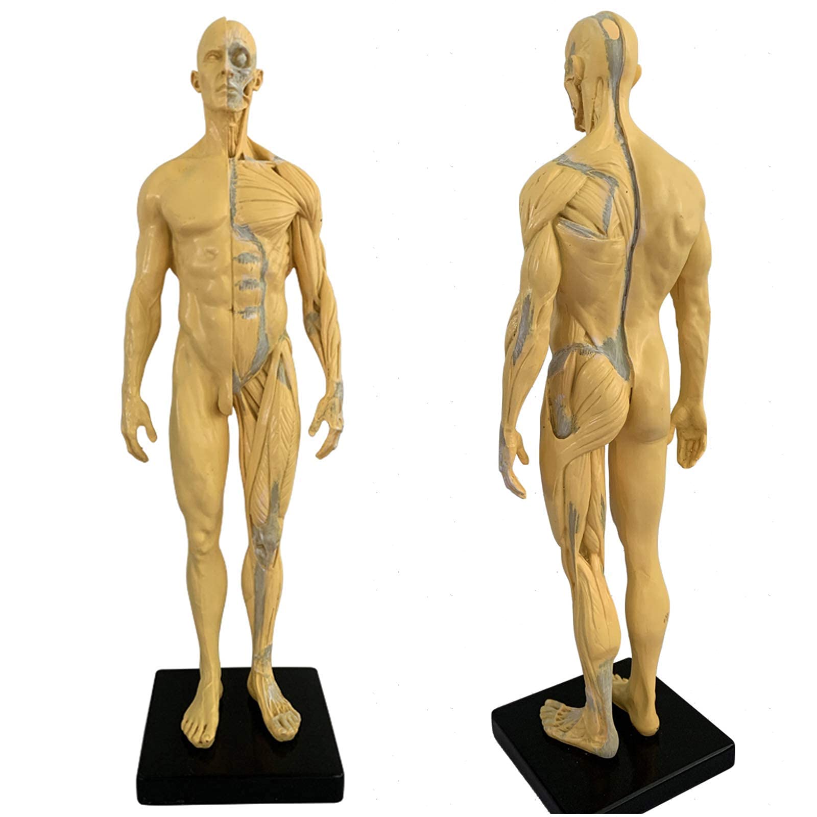 Buy 11 Inch Male Anatomy Figure Human Anatomical Muscle Model Art