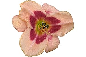 Easy to Grow, Wineberry Candy Reblooming Daylilies