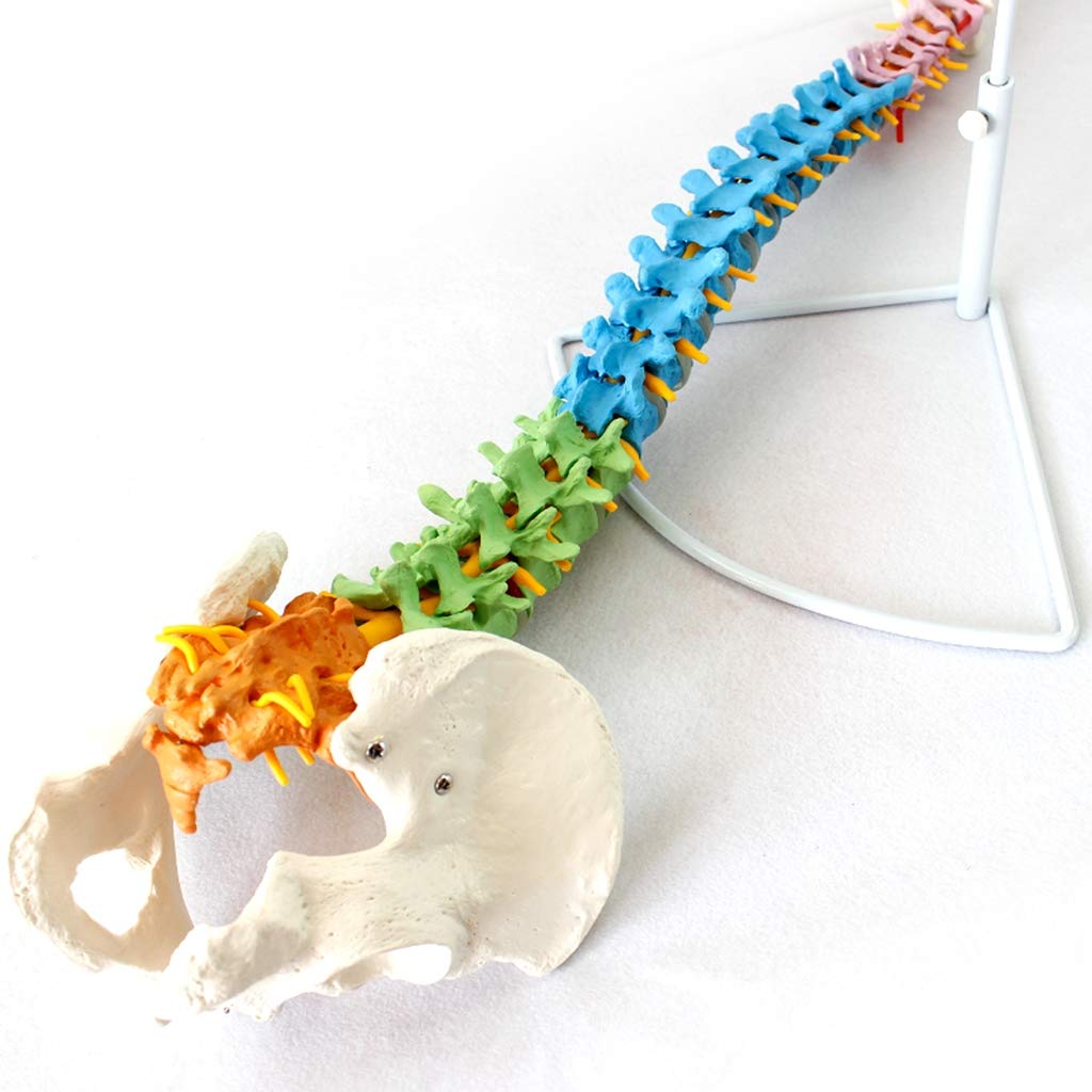 Modelo De Columna Flexible - Modelo Médico Clásico De Columna Vertebral - Modelos Científicos De Anatomía Humana - para Estudio Enseñanza Modelo Médico, Equipo De Laboratorio