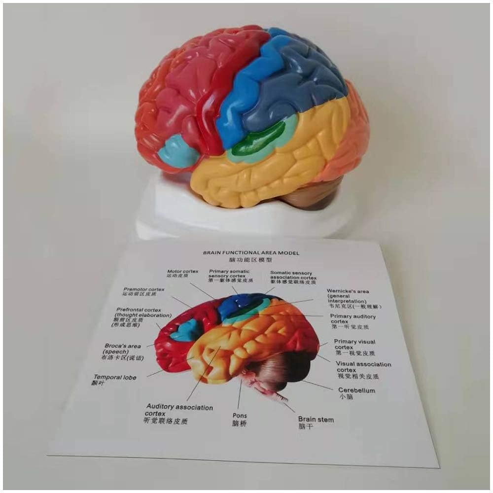 Professional Educational Model Brain Anatomical Model - Color-Coded Partitioned Brain model - Life Size Human Brain Cerebral Cortex Anatomical Model