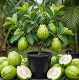 Giant Guavas Plants Sweet Guava Tree Live Plant, White Guava Fruits Tree Tropical Fruit Trees 9-16" Tall 4" Pot