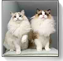 ダイヤモンドペインティングキット 猫と花の風景 90㎝×65cm DAC Amazon | DIY 5D ダイヤモンドペインティングキット かわいい猫