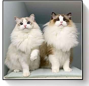 Amazon | ラグドールかわいいペット猫動物﹣フルラウンドドリル