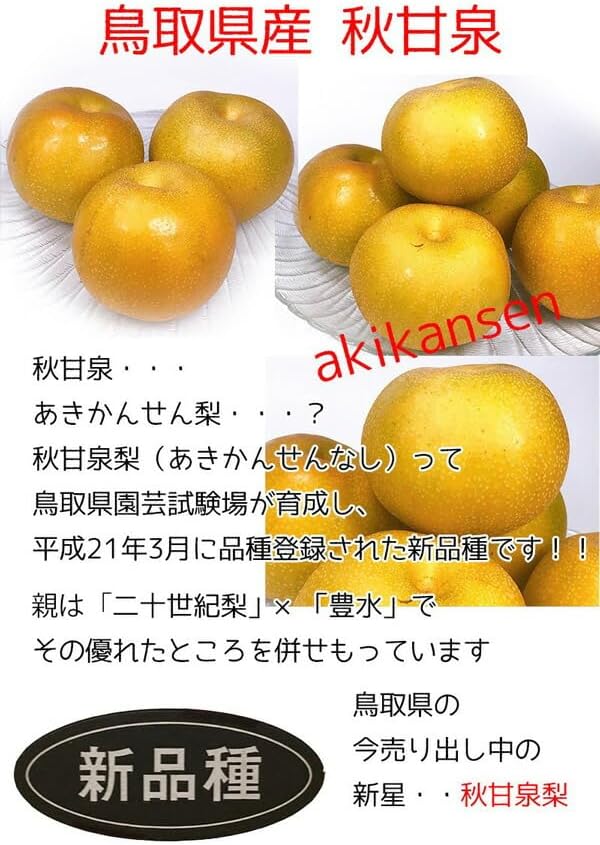 【クール便指定】鳥取県産 梨 秋甘泉梨 訳あり ご家庭用 5kg 7～22玉入 糖度13度前後 【あきかんせん鳥取県産ナシ】遅れてご