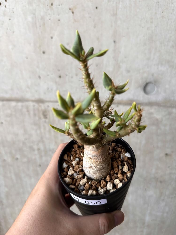 Amazon｜【現品限り】パキポディウム・ビスピノーサム【H50