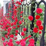 GARANTIE - Nous savons que vous adorerez vos graines de jardin de survie, mais si pour une raison quelconque vous ne l'aimez pas, veuillez nous contacter.