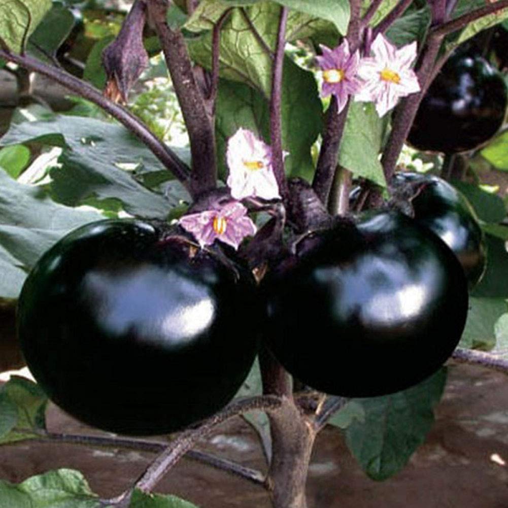 VibeX Heavy Yield Purple Round Brinjal-300 Seeds (B0BBGR97F6) Amazon Price History, Amazon Price Tracker