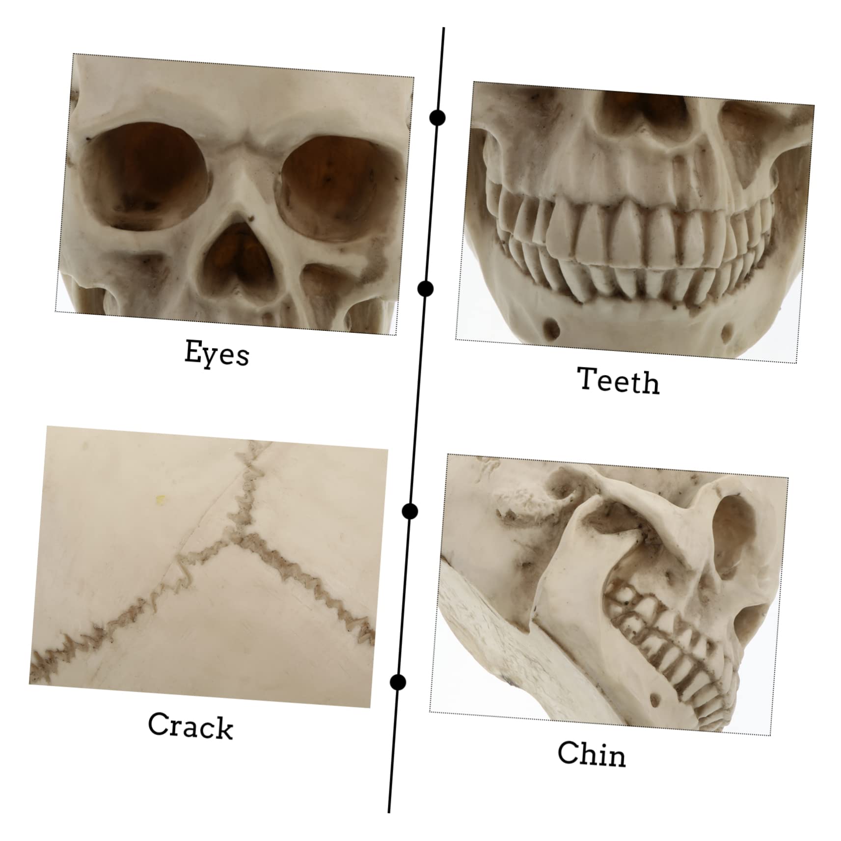 Mipcase Modelo de Cráneo Humano de Resina Real para Decoración de Halloween Utilería Artística y Estudio de Anatomía Cráneo Humano Detallado
