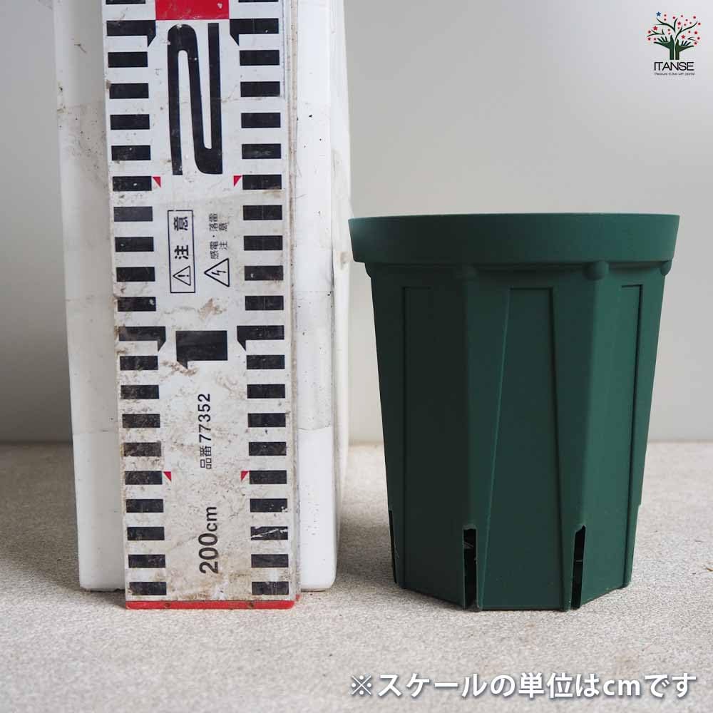 つぼみあり 4号スリット鉢 Amazon.co.jp: ITANSE スリット鉢 4号ロング 20個セット 植木鉢