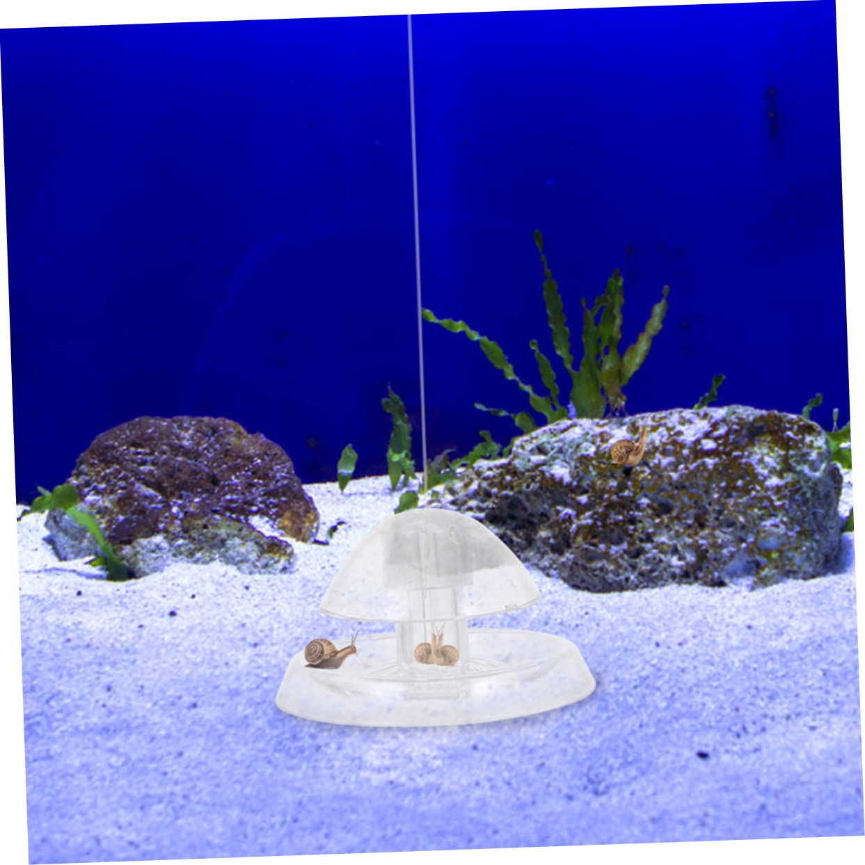 Abaodam 4 Sätze Transparentes Aquarium Schneckenfänger Robuster Kunststoff Wiederverwendbar Zum Natürlichen Fang Von Schnecken Im Aquarium Durchmesser 2 Stücke * 4