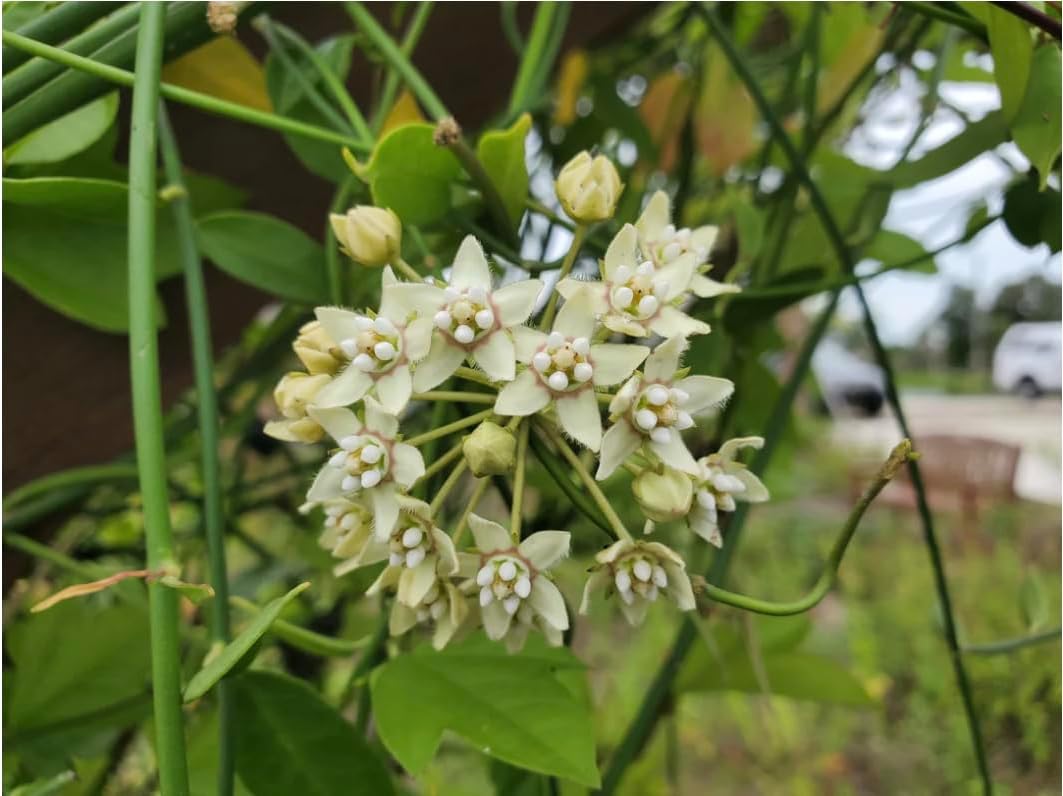 White Climbing Milkweed Live Plants - Pack of 2 - Evergreen Vines - Funastrum Clausum - Twinevine Milkweed
