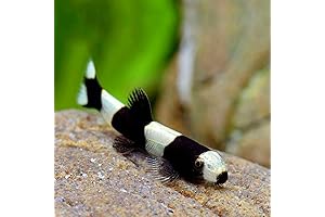 Panda Loach Juveniles: Vibrant and Captivating Live Aquarium Fish