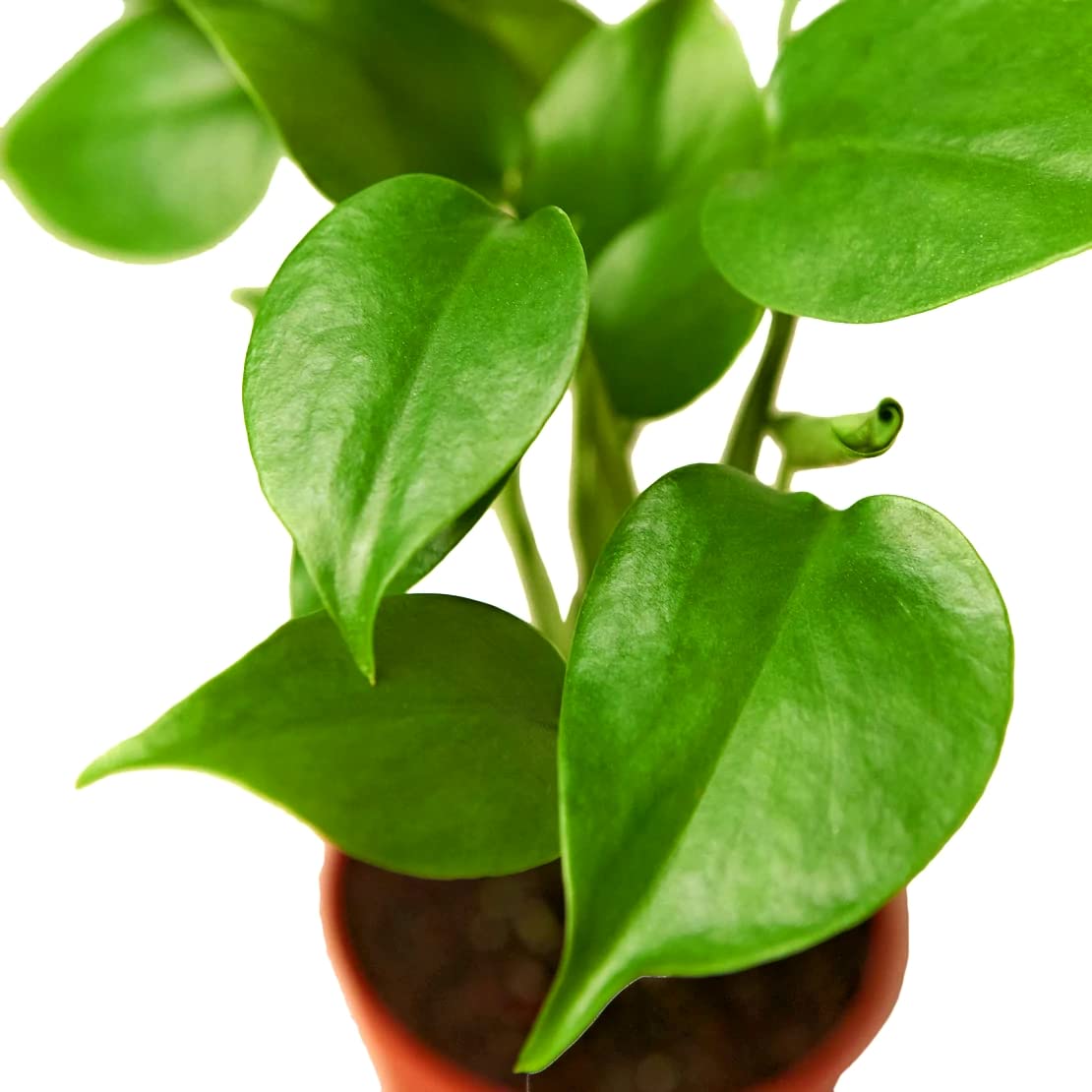 Amazon.com : HOUSEPLANT House Plant 4-Monstera-DELICIOSA Philodendron  Monstera Split-Leaf Plant in 4 in. Pot : Patio, Lawn & Garden