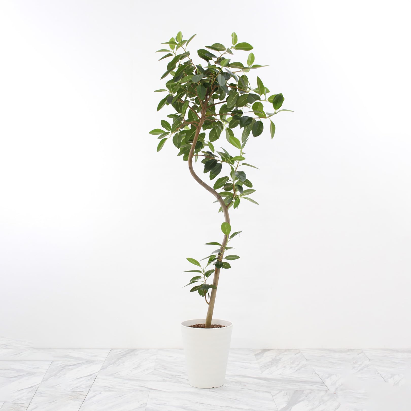 Amazon｜フランスゴムの木 10号 曲がり 受け皿付 【観葉植物 本物 