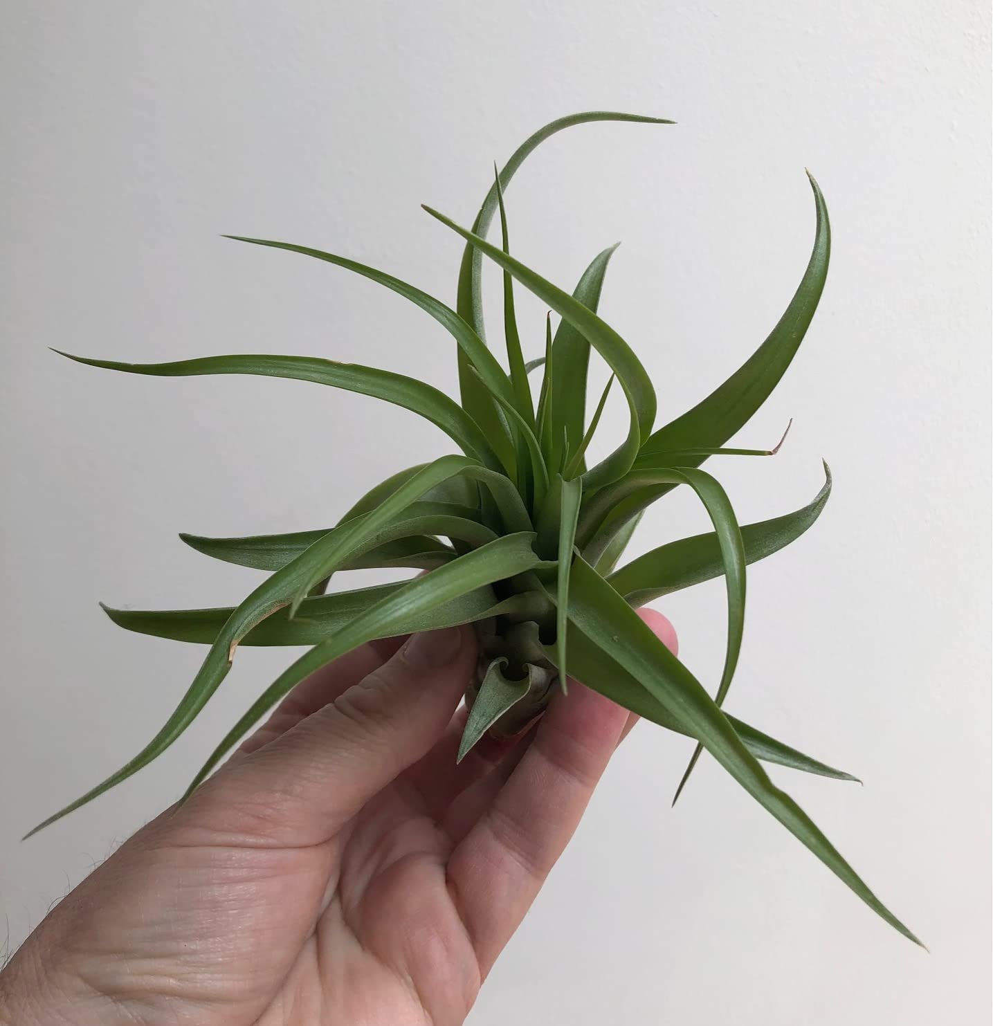Trendyairplants - Lot de 3 Plantes Aériennes Réelles Tillandsia avec Coquilles d'Oursin Alfonso - Décoration Naturelle Intérieure - Purificateur d'Air - Facile d'Entretien - Cadeau Original