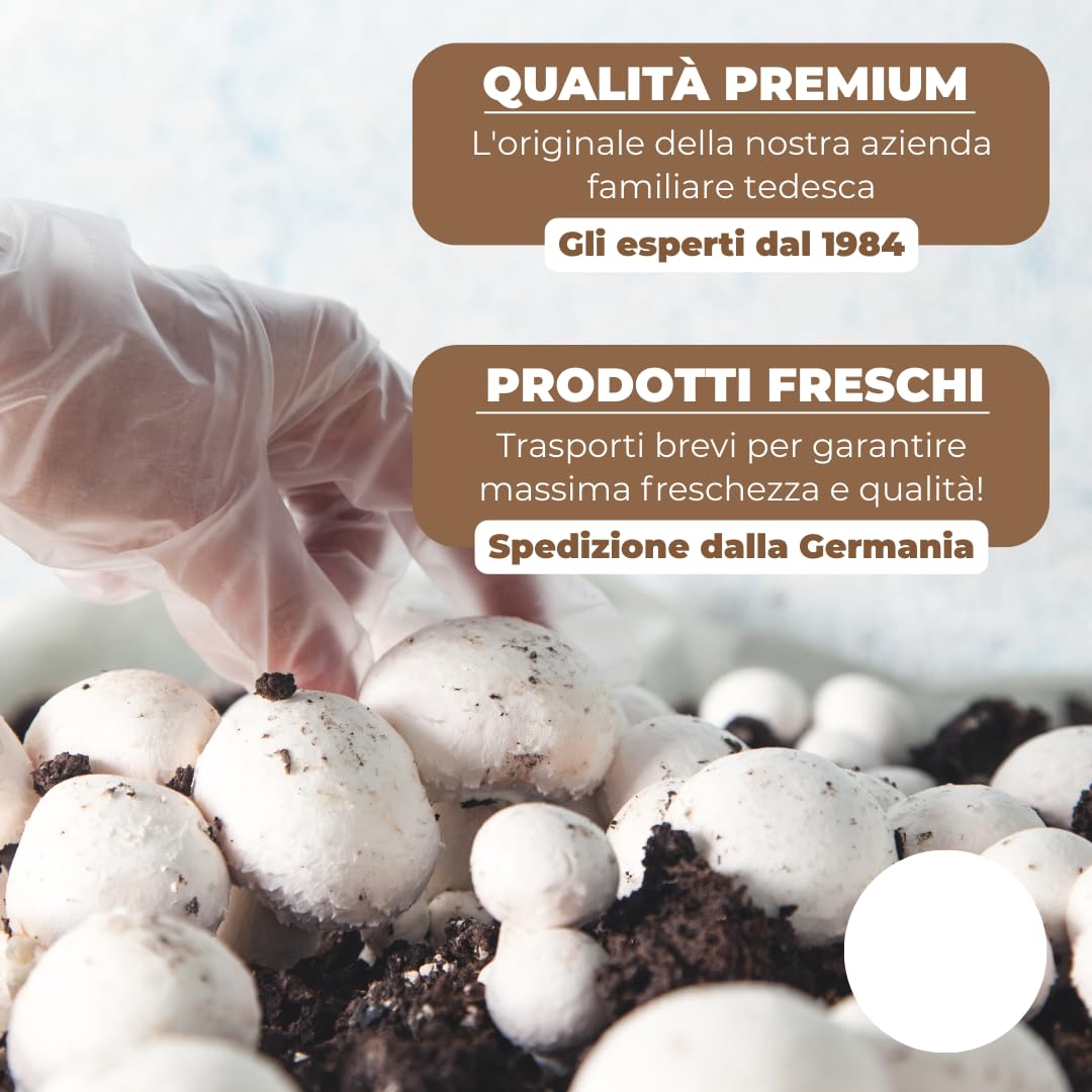 Hawlik Pilzbrut - Set di 2 colture fungine da champignon XXL – grande set da degustazione – facile da coltivare da funghi, senza conoscenze preliminari – set da allevare funghi - funghi coltivazione