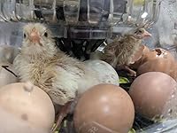 Review Image by Jen Jen