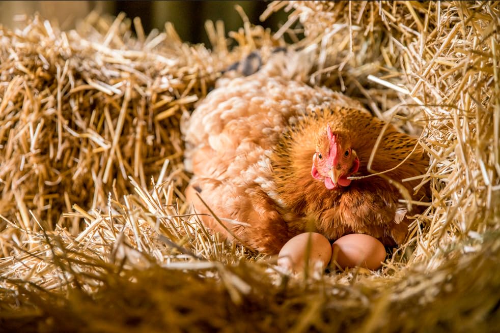 Strohballen 15  kg aus Gerstenstroh – für Kaninchen, Meerschweinchen, Pferde | Premiumqualität | Ernte 2025