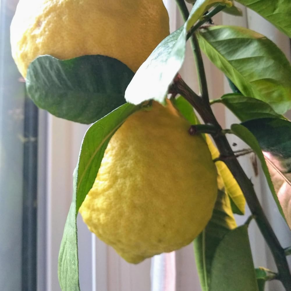 Lemon 52、53、85 Citrus 'Ponderosa' Lemon – Heron's Head Nursery