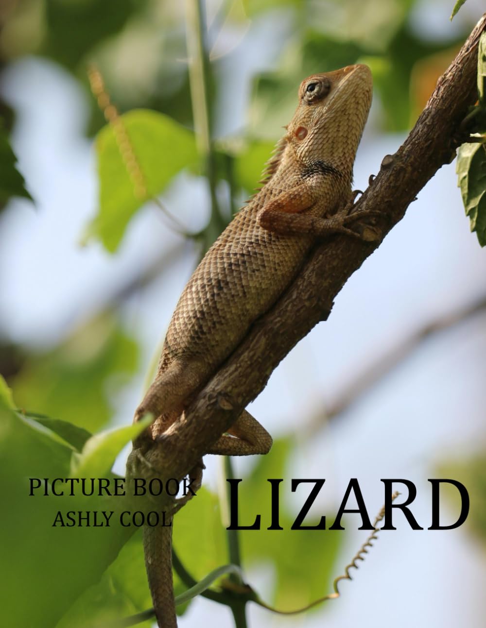 Lizard: Exploring the World of Lizards: Diversity, Behavior, and Ecology of Fascinating Reptiles