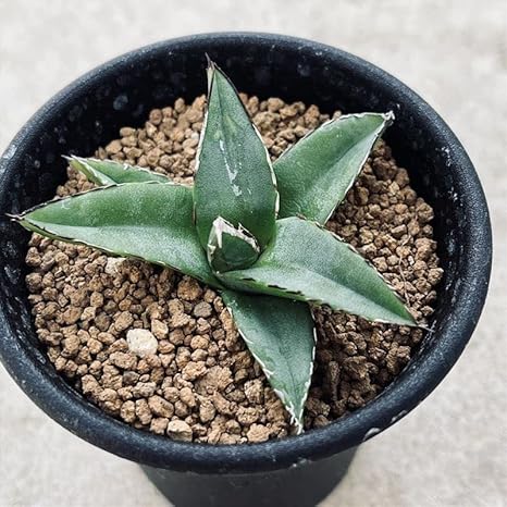 Amazon 多肉植物 アガベ 笹の雪 S フラワースタンド 園芸ラック Amazon 多肉植物 アガベ 笹の雪 S フラワースタンド 園芸ラック