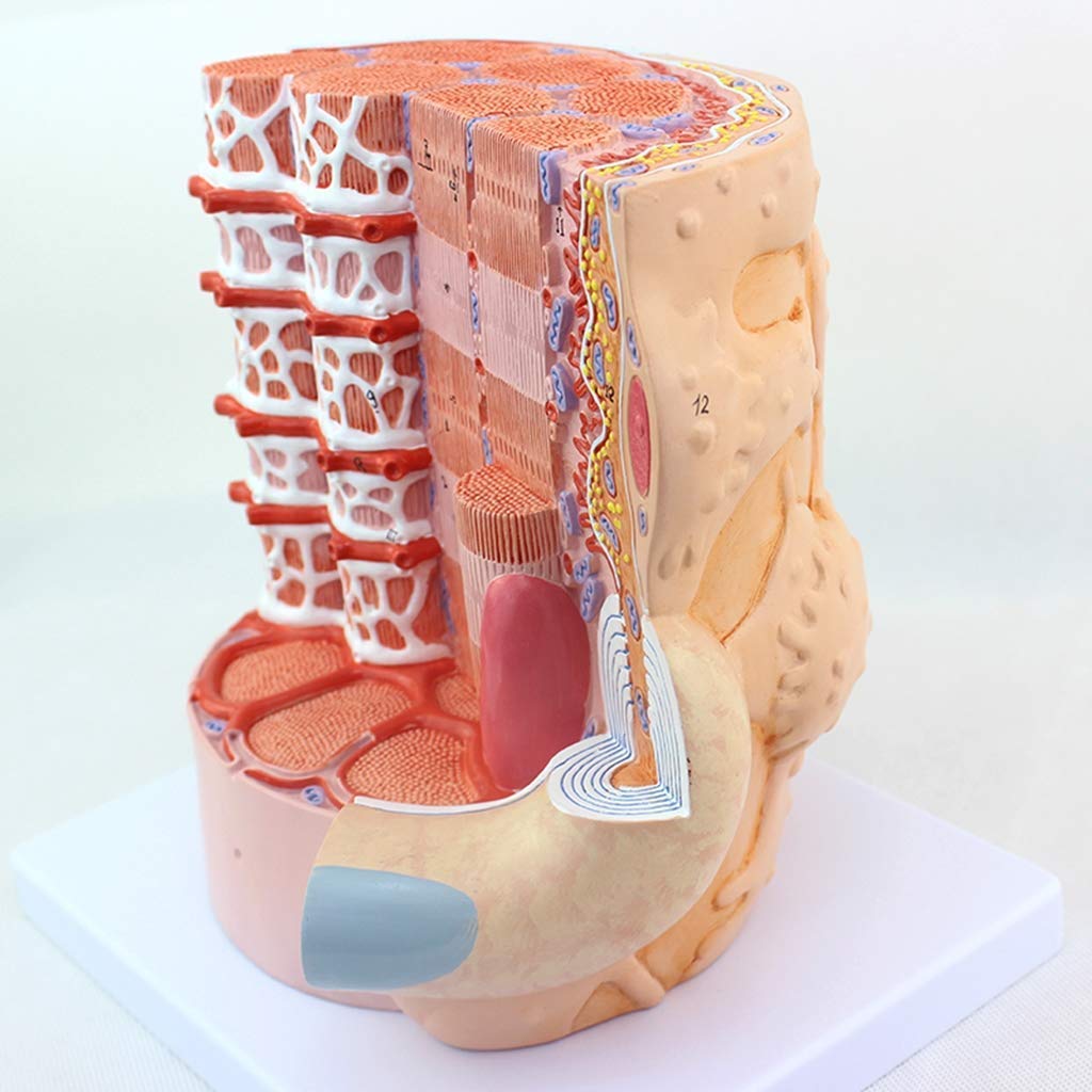 Model włókien mięśniowych, mikrostruktura, model anatomiczny, powiększenie 10 000x, ekologiczny materiał PVC, malowanie, materiały dydaktyczne do celów medycznych
