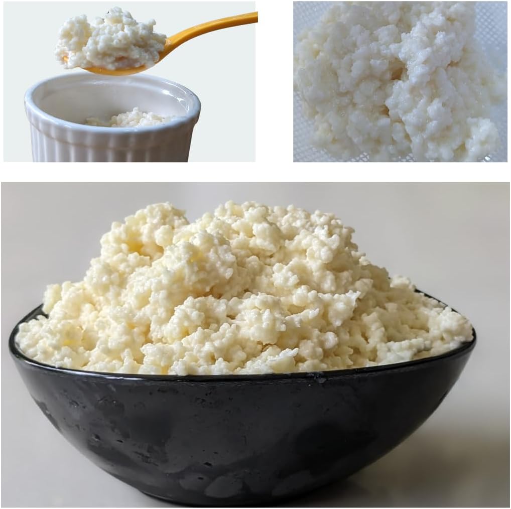 Milk Kefir Grains - Lifetime reusable and Multiplying Milk Kefir Grains