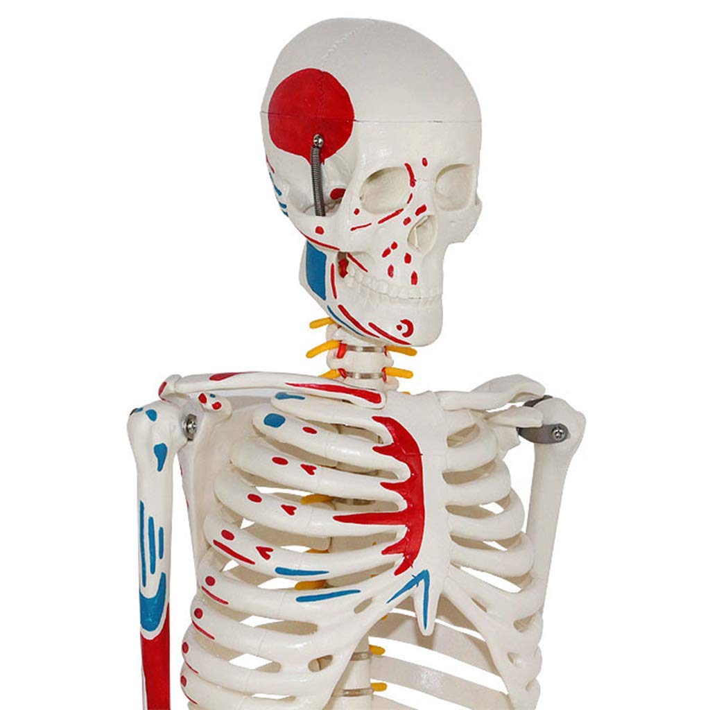 sjdoPulse Skeleton Anatomical Model - 85Cm Life Size Human Skeleton Teaching Anatomical Model - Medical Full Skeleton Anatomical Human Model
