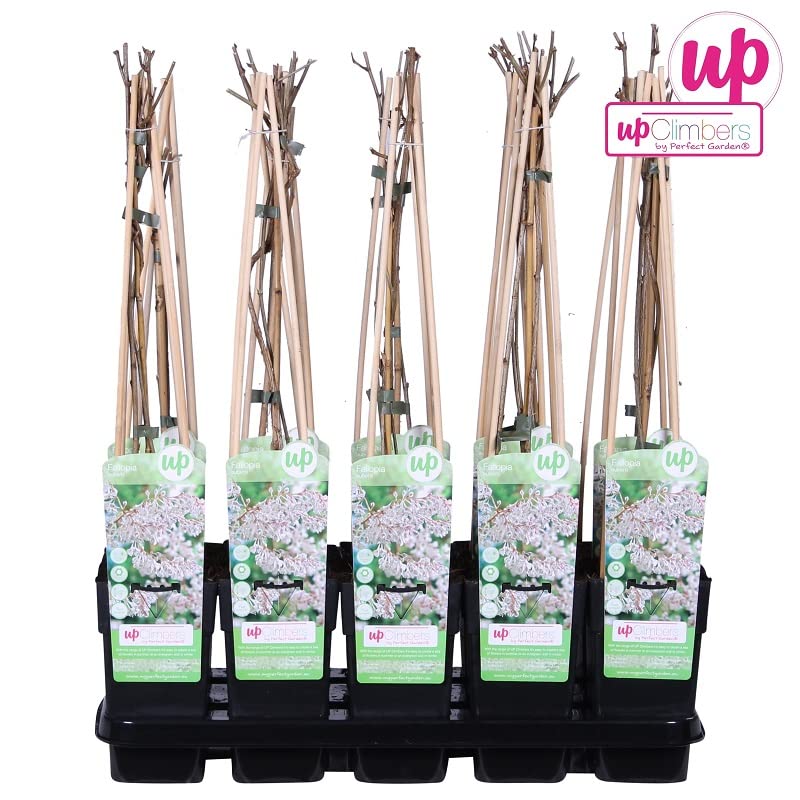Fallopia baldschuanica 50–60 cm Vaso – Rampicante vigoroso con fioritura bianca