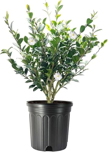 Camellia Sasanqua Mine-No-Yuki
