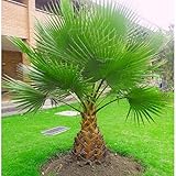 FUN AND GROW SEEDS: Seeds Palm Washingtonia Nicanora (California Fan) Indoor Perennial Tree