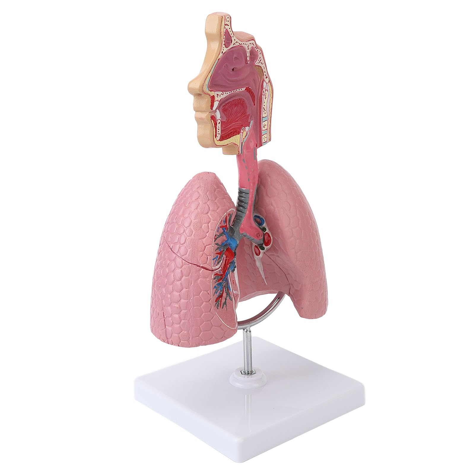 ZenithAur Strumento di insegnamento del cuore rimovibile, moo di METODO respiratorio 4D e display anatomico polmonare umano, ideale per scopi educativi e dimostrazioni in classe