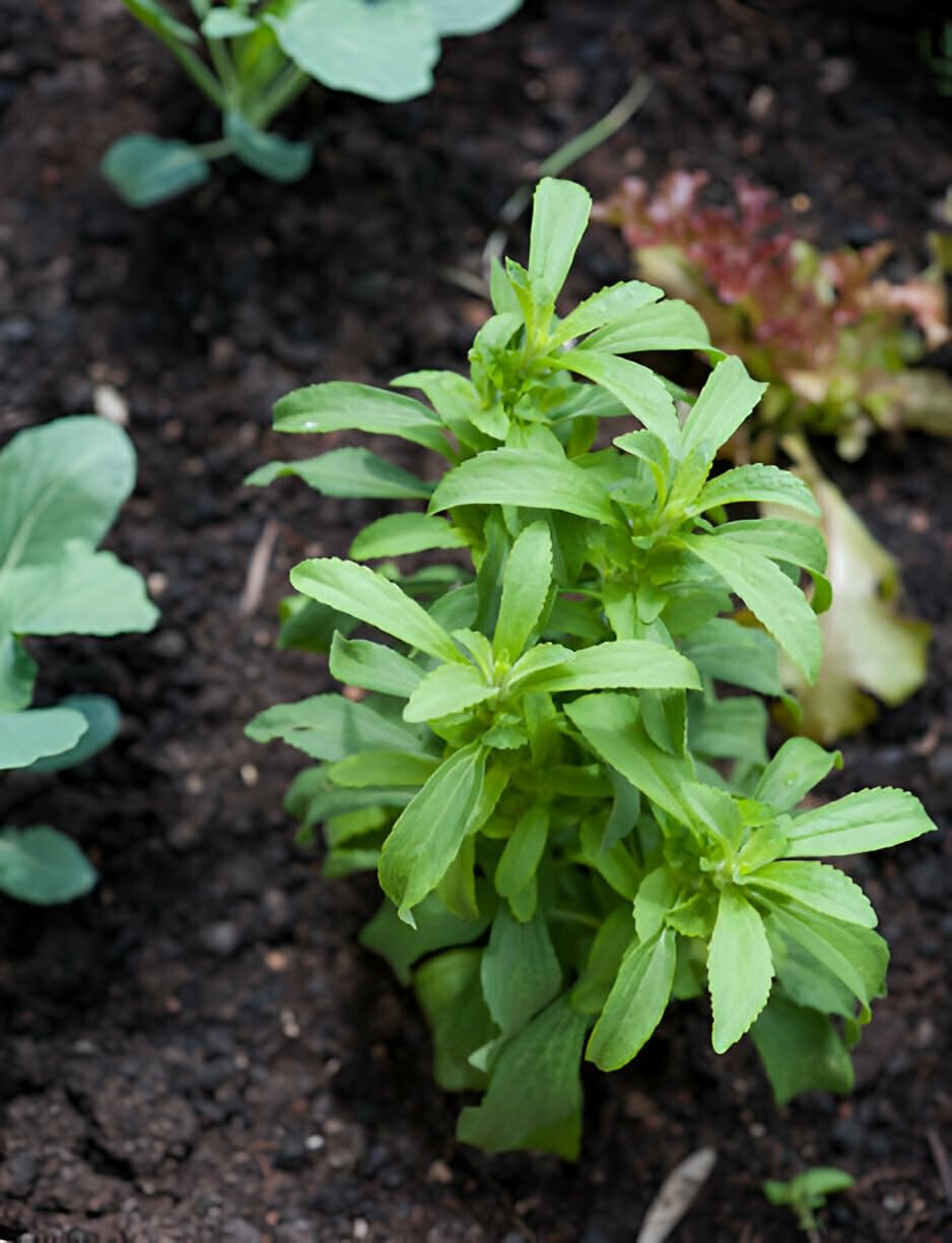 Healthy Vibe With Green Live Stevia Plant | Natural Sugar Substitute | Zero Calorie Sweetener Plant for Home Garden & Balcony | Easy to Grow | Organic Herbal Plant