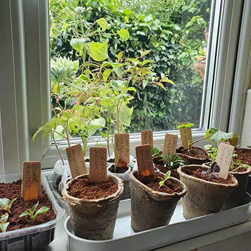Biodegradable Seed Pots x 50 | 8cm Nursery Pots for Seeds, Seedlings, Cuttings, Plug Plants | Compostable Beige Plant Pots from Recycled Paper Pulp | Indoor Outdoor Use | Plastic Free Box Pack