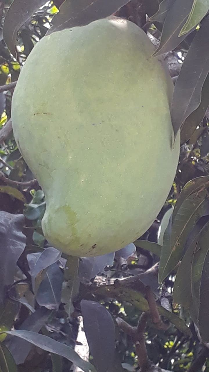 Floral Treasure Rare " Noorjahan " Mango Hybrid 1 Healthy Live Plant (Grafted Plant- 2 Feet Height) (B09CHHGZNX) Amazon Price History, Amazon Price Tracker