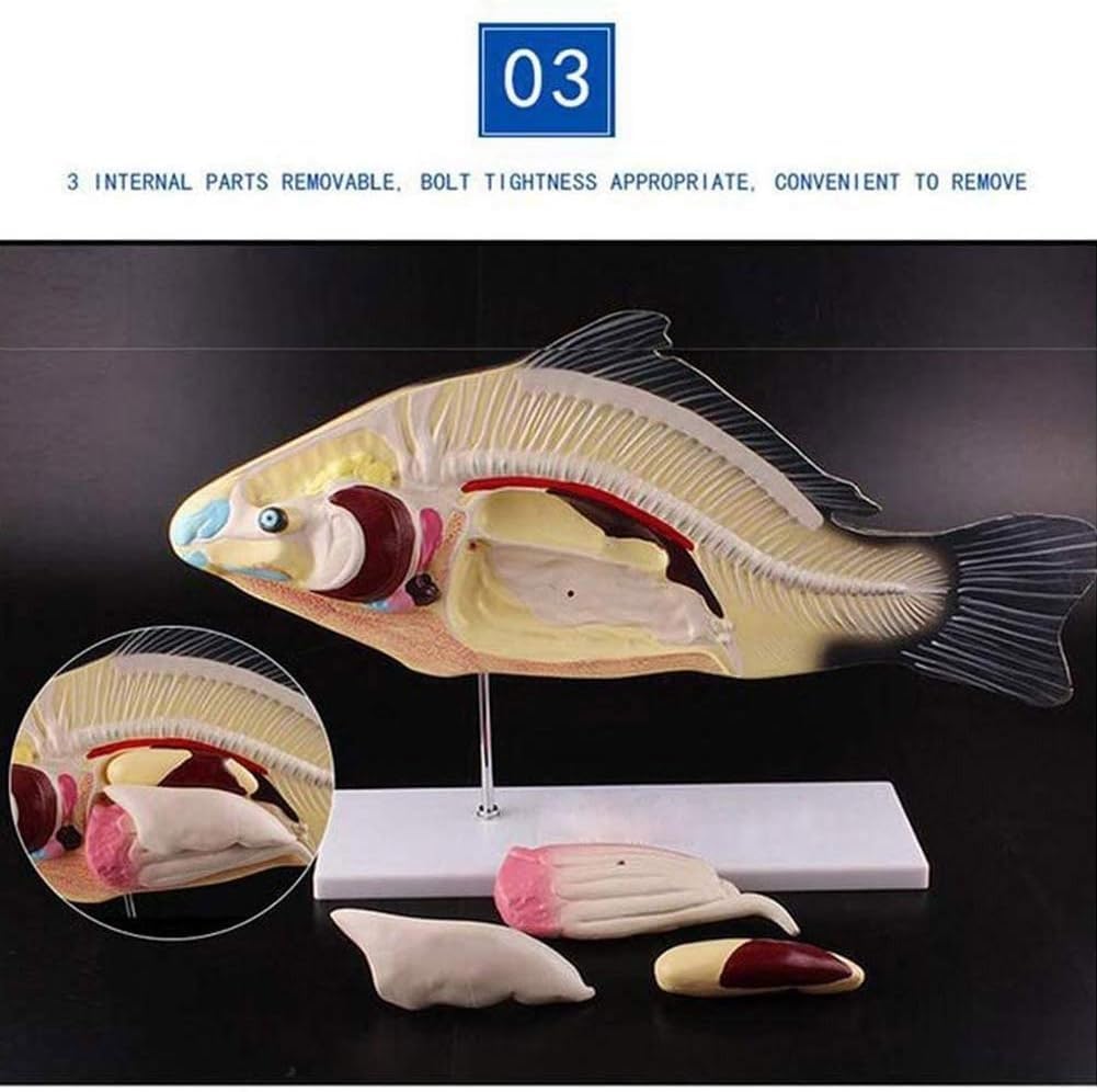 Modelo de anatomía de pez, anatomía de órganos internos de animales, pez, modelo de laboratorio de 3 piezas extraíble, modelo de pez 3D, modelo anatómico de disección de peces, adecuado