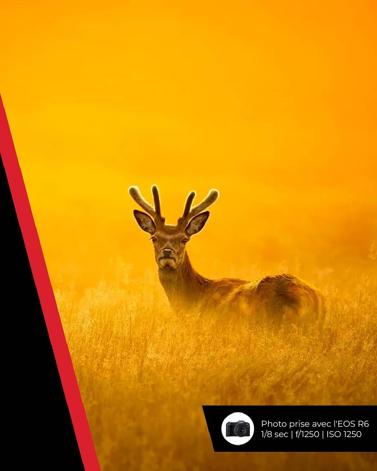 Objectif Canon RF 100-400mm F5.6-8 IS USM, téléobjectif zoom, stabilisateur d'image 5,5 vitesses, photo sportive/animalière, compatible Canon EOS R