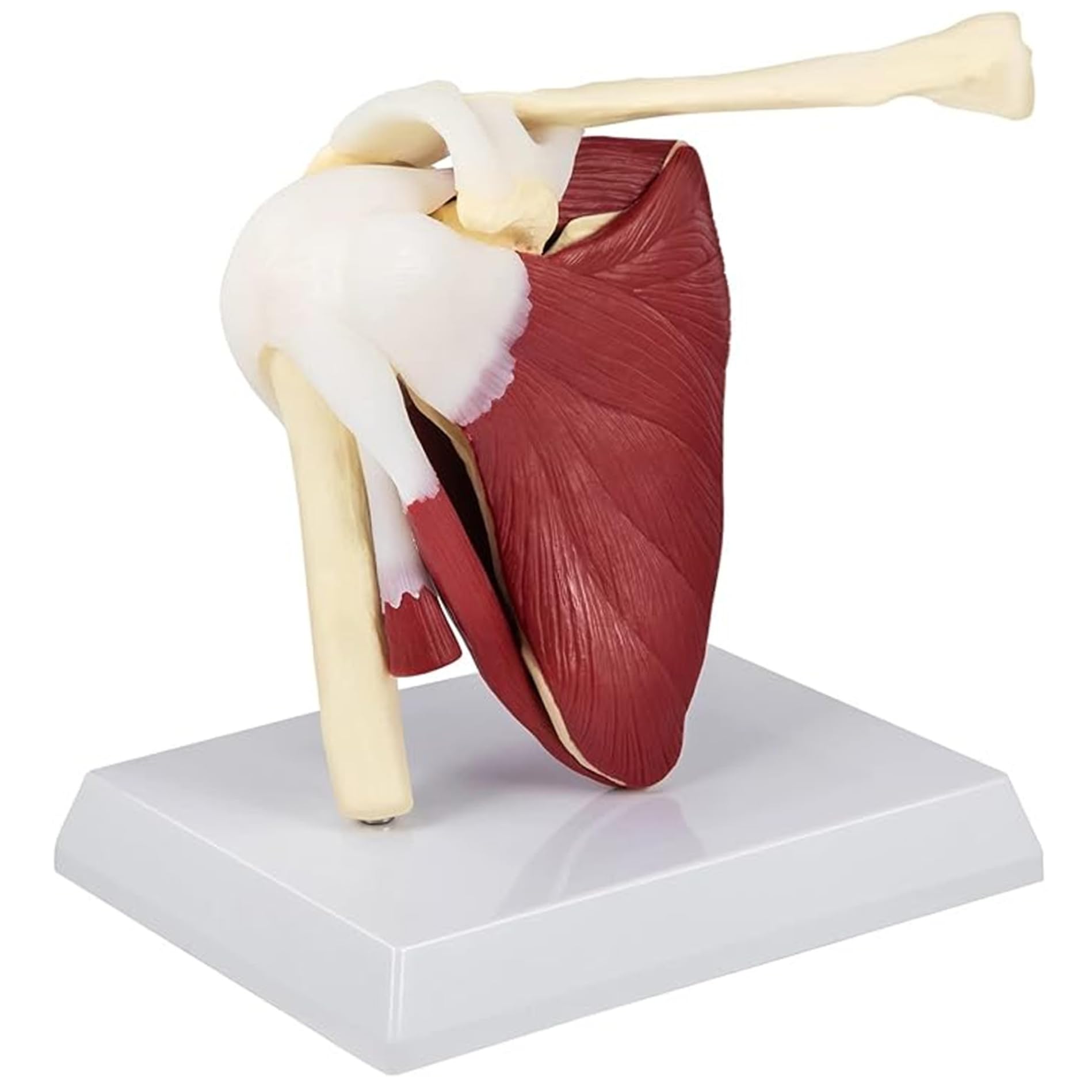 Ngbbby Shoulder Joint Muscles Pvc Model With Ligaments, Shoulder Anatomy For Doctors Office, Educational Tool, Physical, Anatomical Study