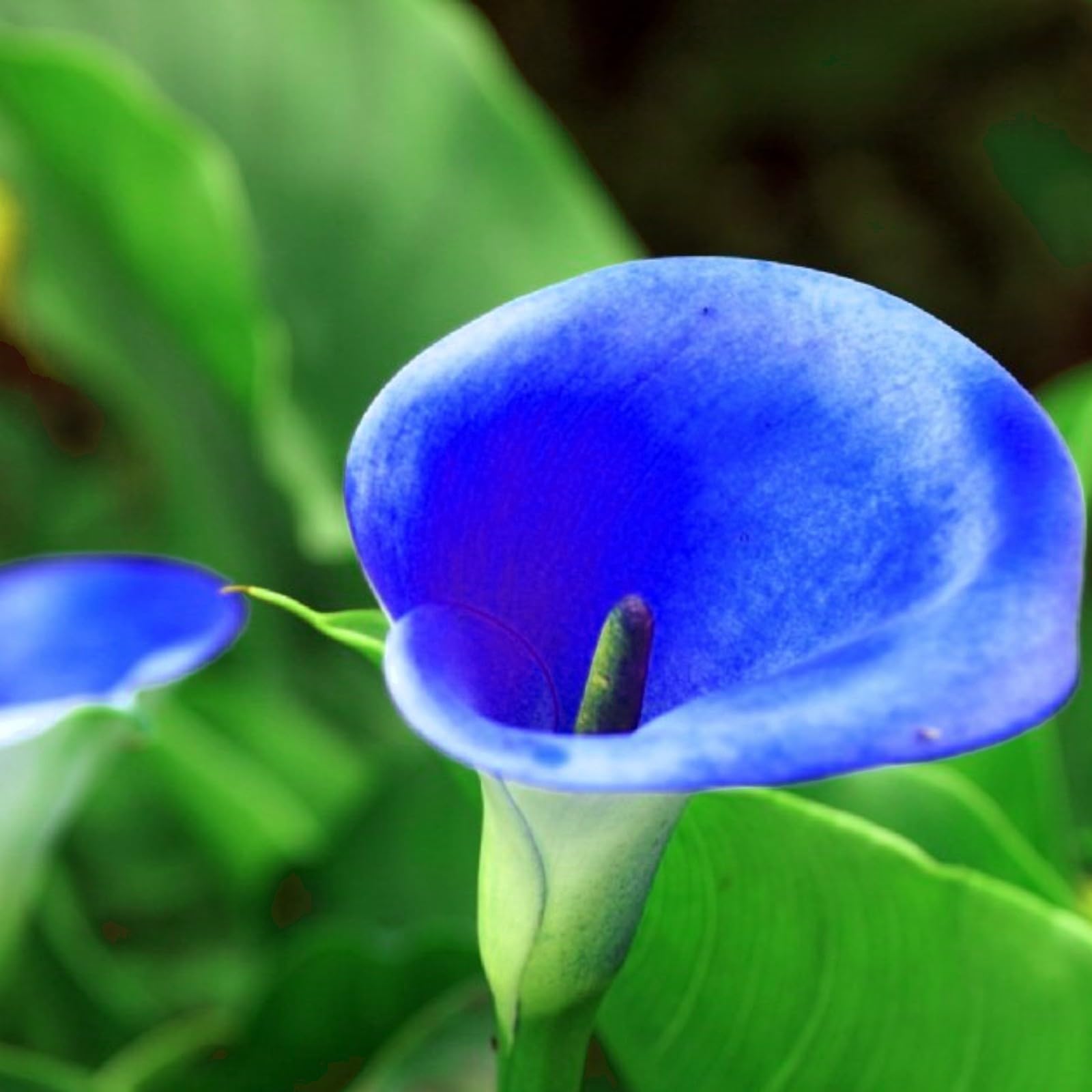 Calla Lily Bulbs Mix for Planting Now UK/Greening Flower/Strong Plants That Grow Well/Good for Containers/Cut Flowers/Natural Organic/Wedding Flowers.-6bulbs-A