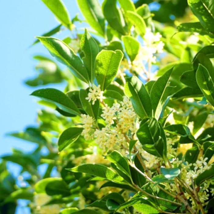 早期収穫用、255cm準親株◇糖度モンスター、キングナムワ◇初心者向け