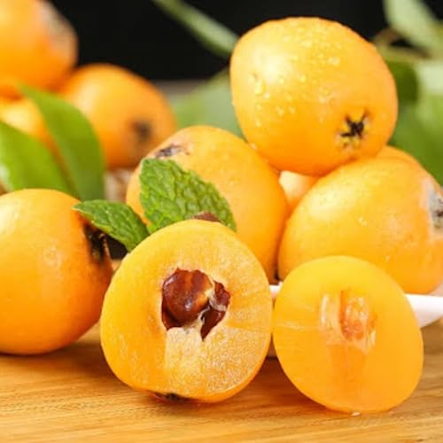 Planta viva de níspero dorado, árbol de níspero injertado, de 10 a 14 pulgadas, planta viva de níspero para cultivar al aire libre en interiores,