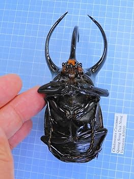 Amazon.co.jp: ベトナム産 コーカサスオオカブト 100mm : ペット用品